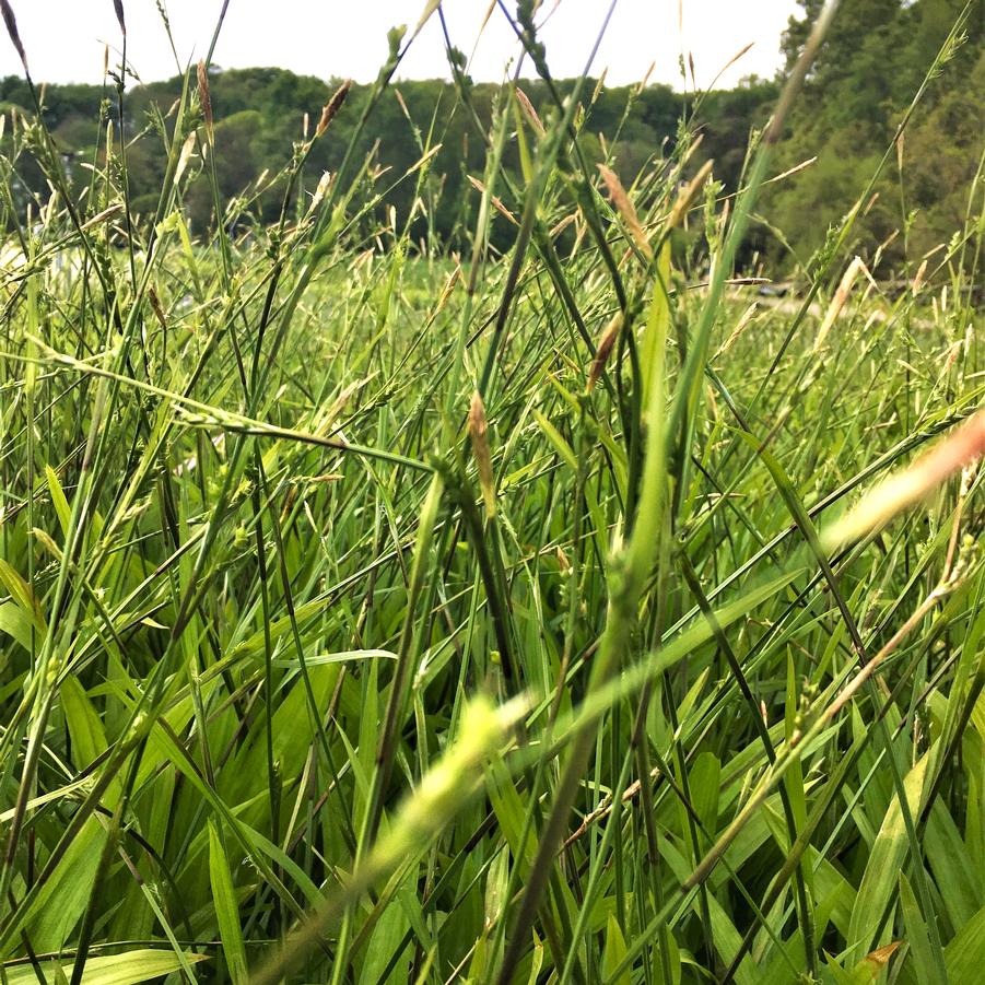 Carex plantaginea - Seersucker Sedge from Babikow Wholesale Nursery