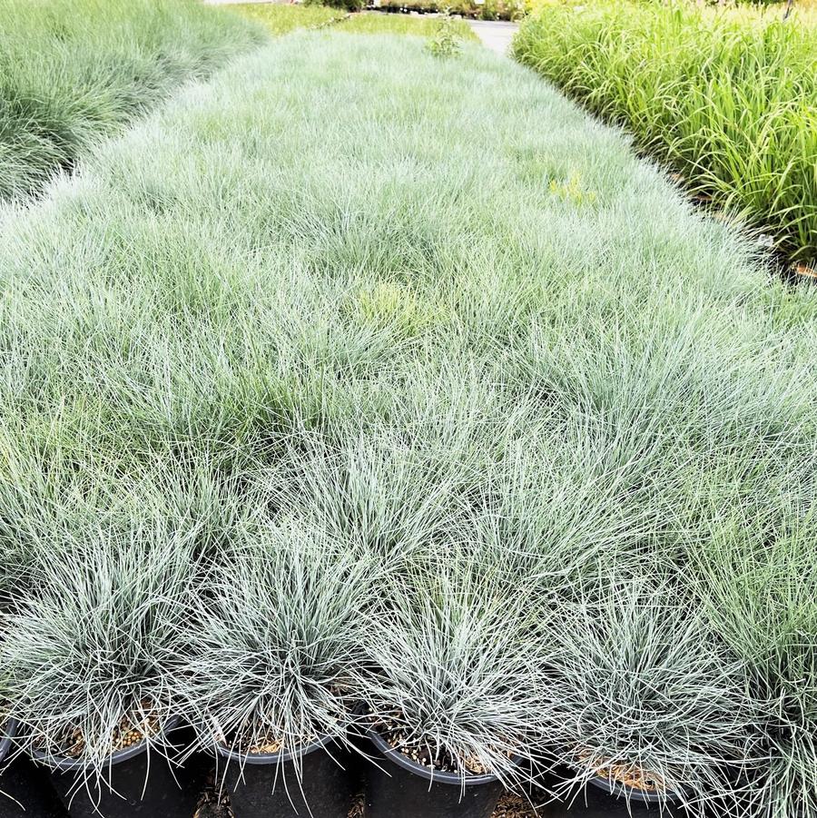 Festuca 'Elijah Blue' - Blue Fescue from Babikow Wholesale Nursery