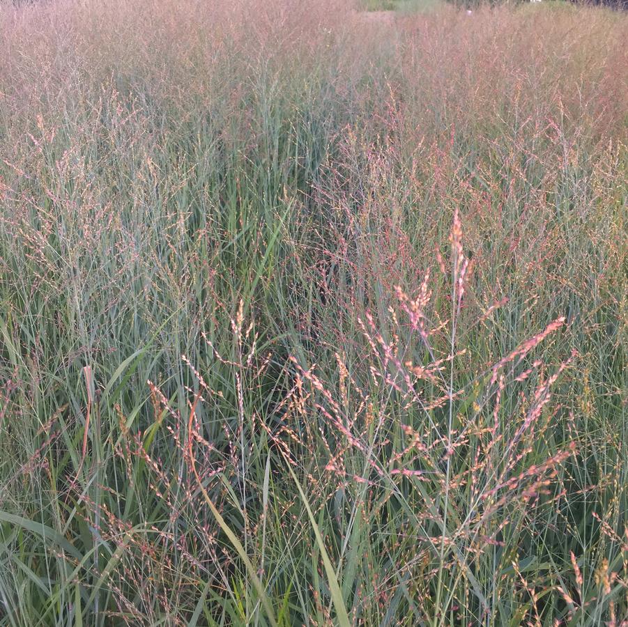 Panicum 'Heavy Metal' - Switch grass from Babikow Wholesale Nursery