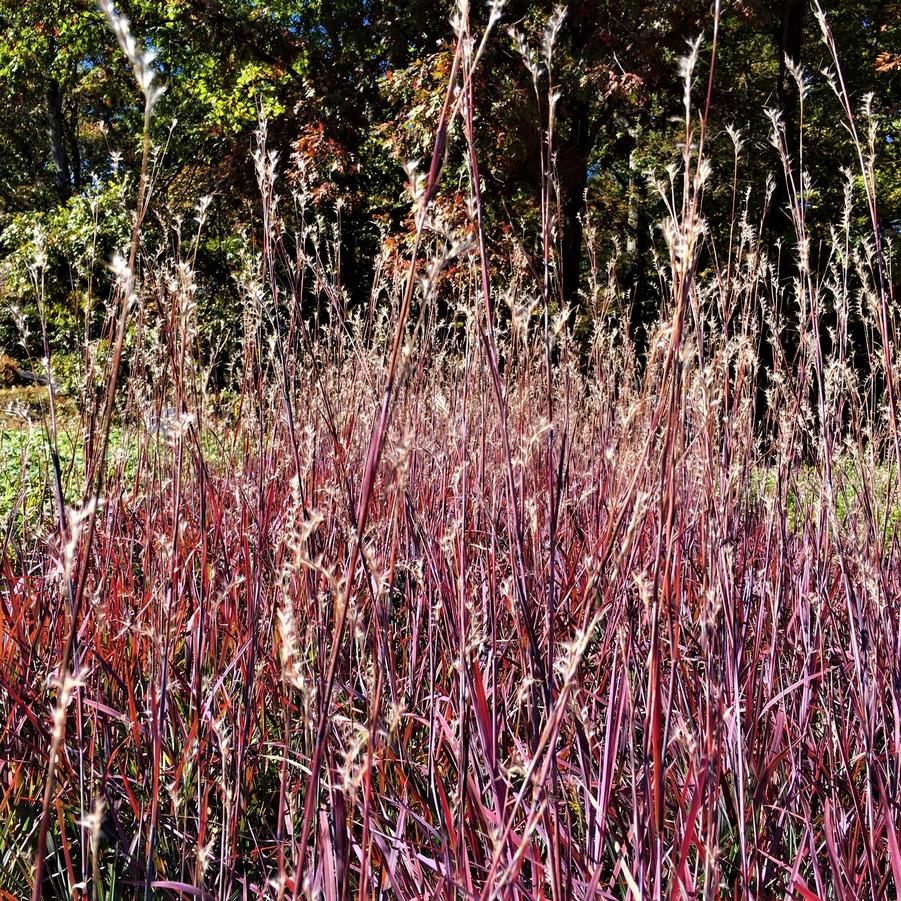 Schizachyrium 'Standing Ovation' - Little Bluestem from Babikow Wholesale Nursery