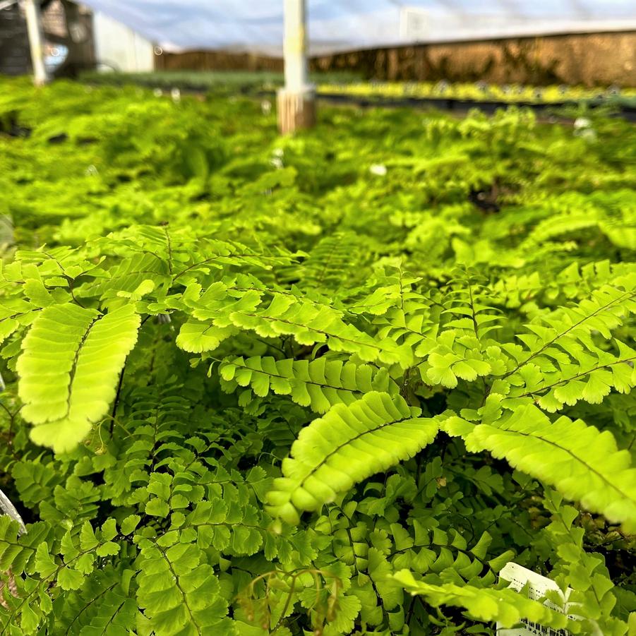 Adiantum pedatum - Northern Maidenhair fern from Babikow Wholesale Nursery