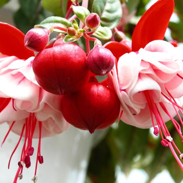 Fuchsia Hanging Basket- Assorted Colors - from Babikow