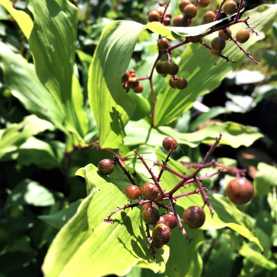 Smilacina racemosa - False Solomon's Seal from Babikow Wholesale Nursery