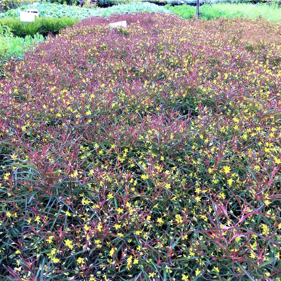 Lysimachia lanc. 'var.purpurea' - Lance-leaved loosestrife from Babikow