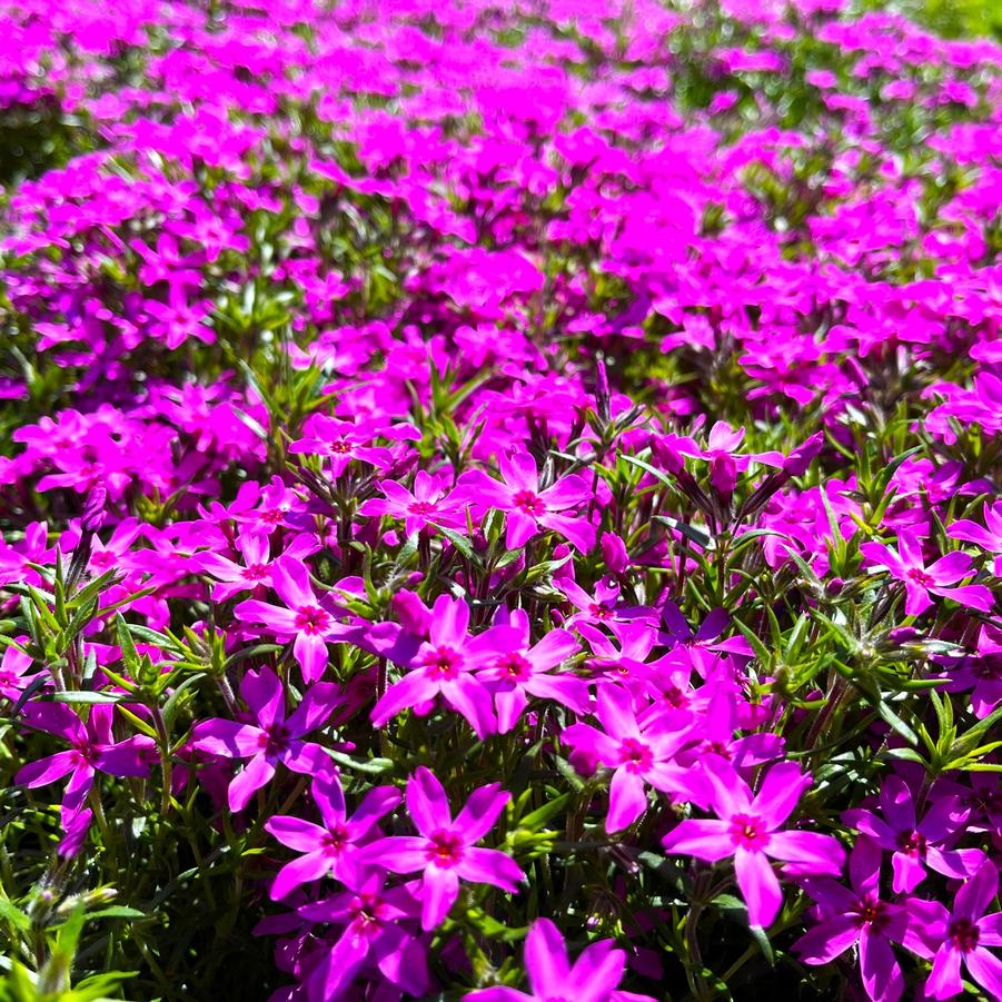 Phlox sub. 'Crimson Beauty' - Moos Phlox from Babikow Wholesale Nursery