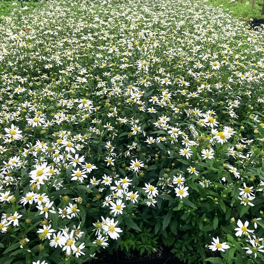 Kalimeris int. 'Daisy Mae' - Japanese Aster from Babikow Wholesale Nursery