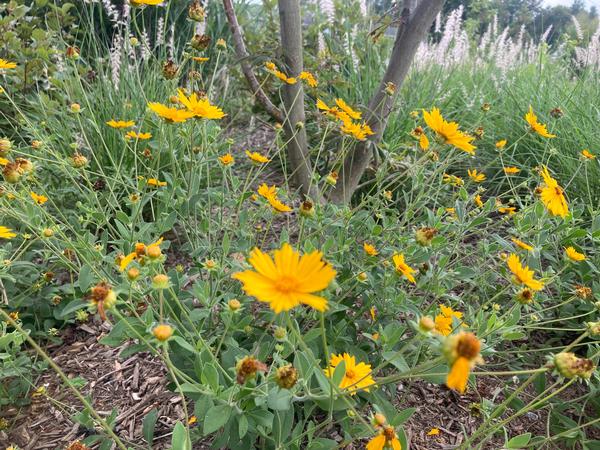 Coreopsis pub. 'Sunshine Superman' - from Babikow