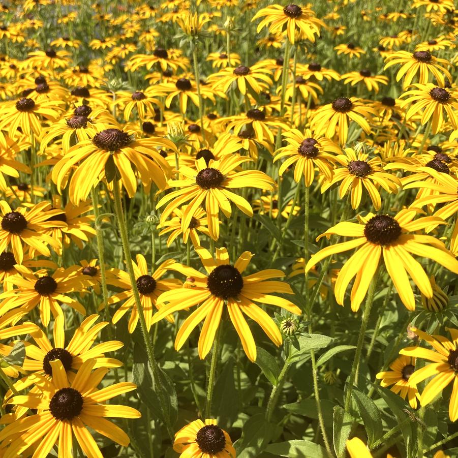 Rudbeckia deamii - Deam's Coneflower from Babikow Wholesale Nursery