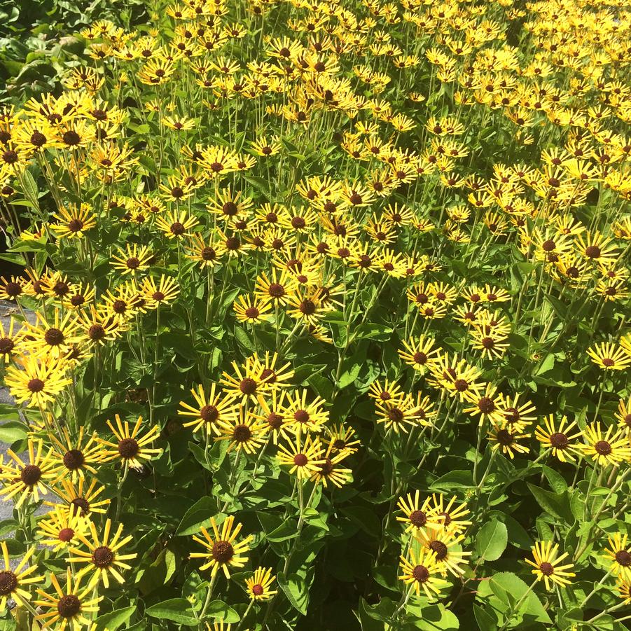 Rudbeckia sub. 'Henry Eilers' - Sweet Coneflower from Babikow Wholesale Nursery