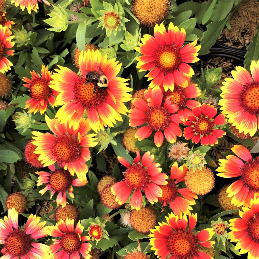 Gaillardia 'Arizona Sun' - Blanket Flower from Babikow Wholesale Nursery