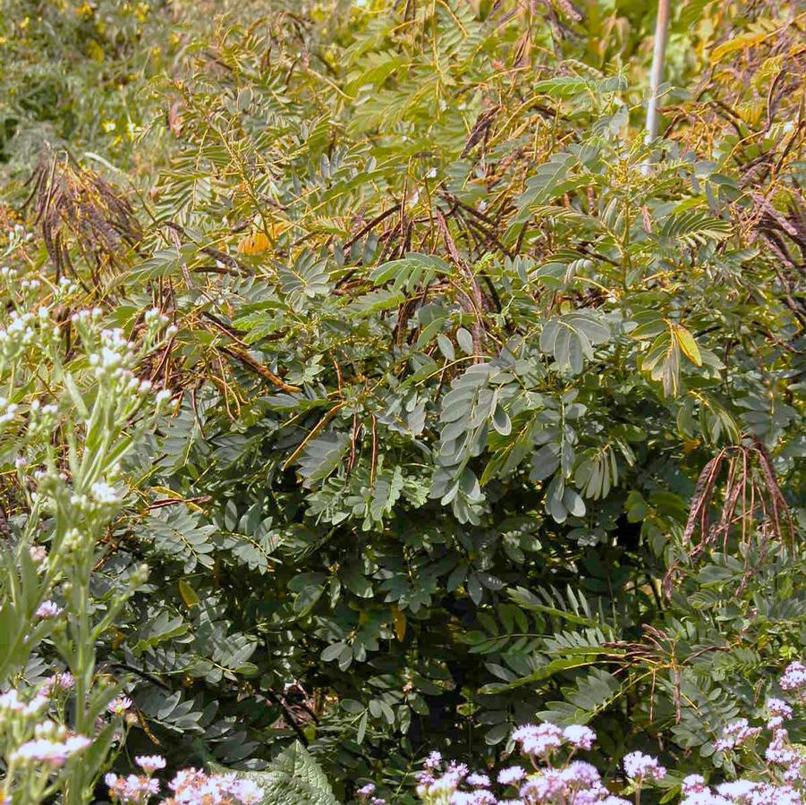Cassia marilandica - Wild Senna from Babikow Wholesale Nursery