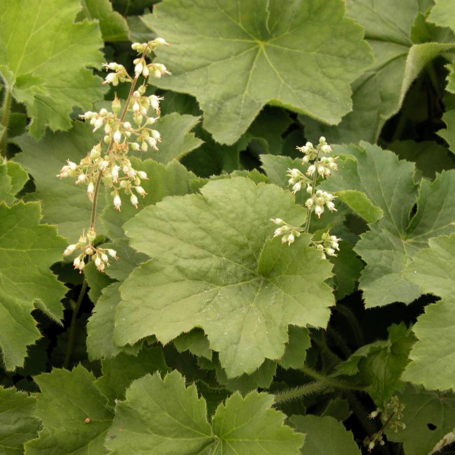 Heuchera vil. 'Autumn Bride' - Coral bells from Babikow Wholesale Nursery