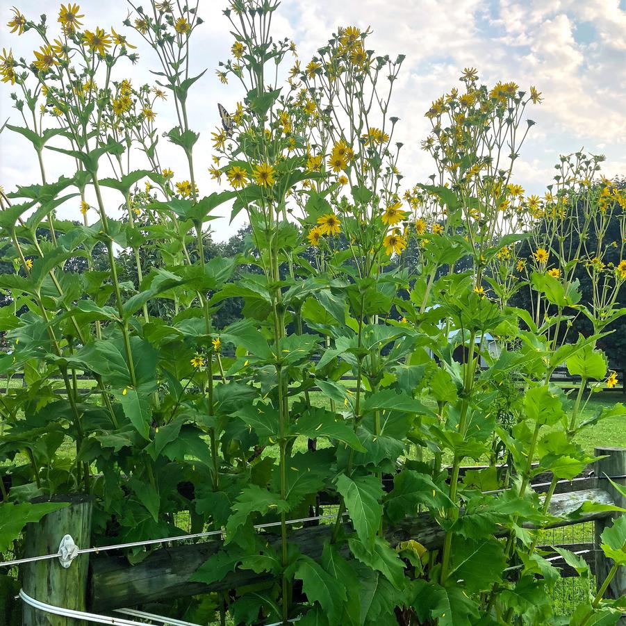 Silphium perfoliatum - Cup Plant from Babikow Wholesale Nursery