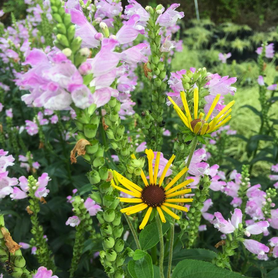 Physostegia 'Pink Manners' - Obedient Plant from Babikow Wholesale Nursery