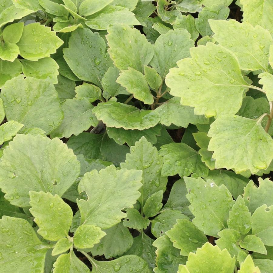 Pachysandra procumbens - Allegheny Spurge from Babikow Wholesale Nursery