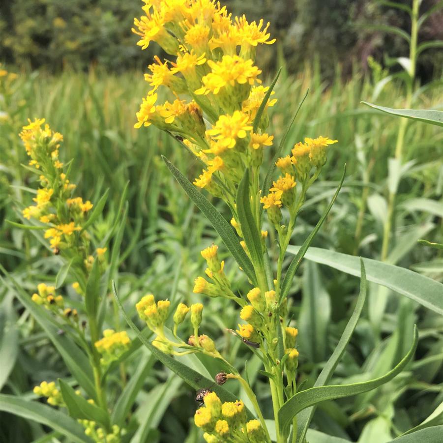 Solidago sempervirens - Seaside Goldenrod from Babikow Wholesale Nursery