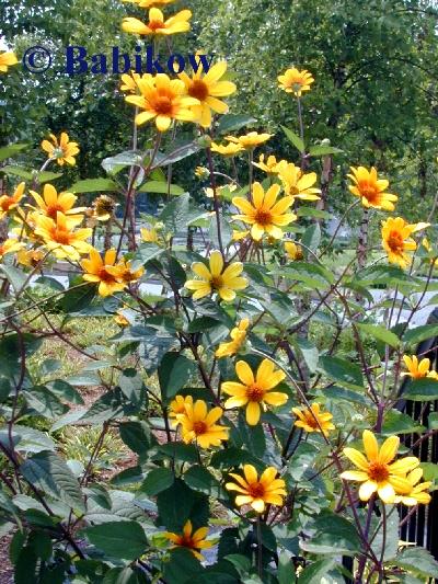 Heliopsis hel. 'Summer Nights' - False Sunflower from Babikow Wholesale Nursery